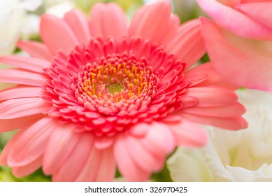 お花 かわいい の写真素材 画像 写真 Shutterstock