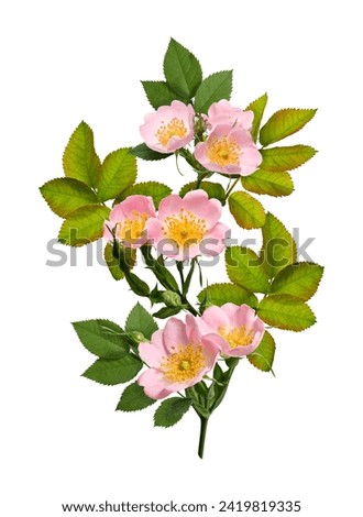Flower arrangement, collage. Pale pink rosehip flowers with buds and leaves isolated on white background. Element for creating designs, cards, patterns, floral arrangements, wedding cards, invitations