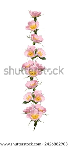 Flower arrangement, collage. Pale pink rosehip flowers with buds  isolated on white background. Element for creating designs, cards, patterns, floral arrangements, wedding cards, invitations