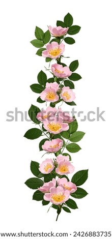 Flower arrangement, collage. Pale pink rosehip flowers with buds and leaves isolated on white background. Element for creating designs, cards, patterns, floral arrangements, wedding cards, invitations