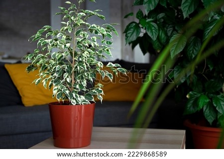 Flower arrangement from indoor plants on a wooden table. Ficus Benjamin in the interior. Houseplant care. green plant with large leaves