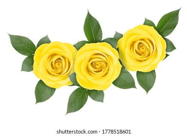 Coral Rose Flower Detailed Retouch Stock Photo 694765270 | Shutterstock