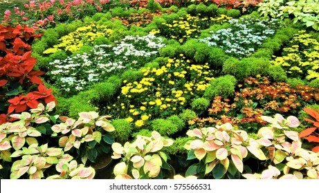 Flower Arrangement From Flower Show