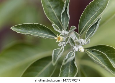 Flower of an ashwagandha plant, Withania somnifera, a medical herb from India. 