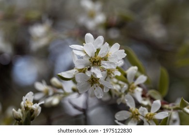 Flower Of An Asian Serviceberry Bush, Amelanchier Asiatica. 