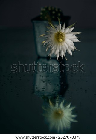 Similar – Image, Stock Photo waiting for spring Flower