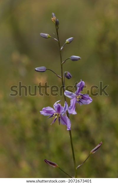 The flower of the Australian\
native plant known as a Chocolate Lily (Arthropodium\
strictum).