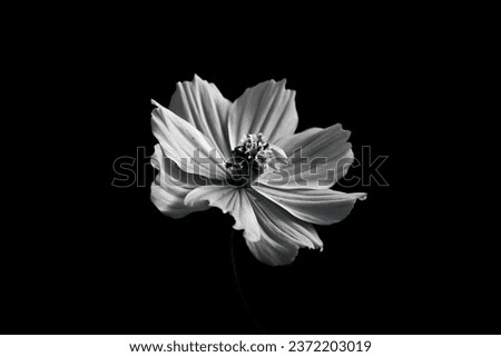 flower back ground whiteflower closeup