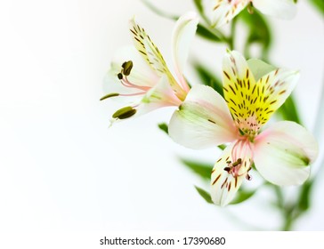 Flower background