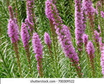 flower background
