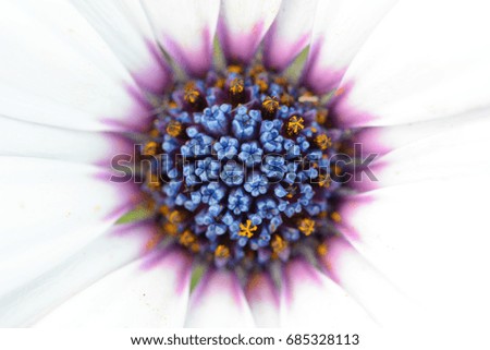 Similar – Image, Stock Photo Flower with bokeh Design