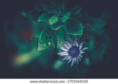 Similar – Foto Bild Nahaufnahme einer Fliederblüte von Globularia alypum mit Sonnenuntergangslicht in der Natur