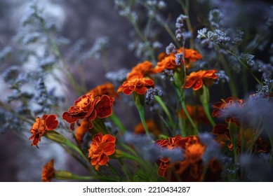 Flower Background. Marigolds And Blue Dried Flowers.