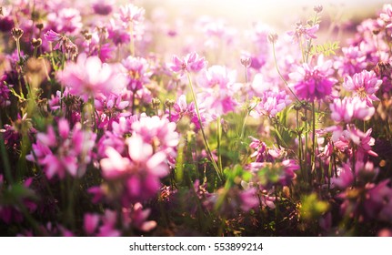 flower background with pink flowers - Shutterstock ID 553899214