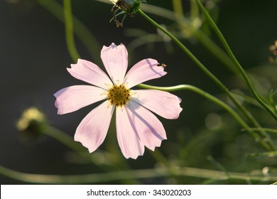 Flower background , selective focus , blur background
