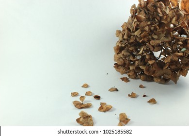 flower background, with space to write, with rain of petals, vintage
