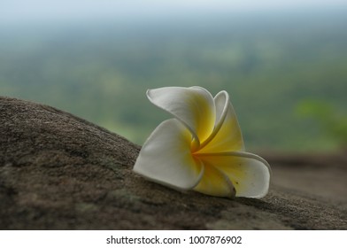 A flower background for textures.