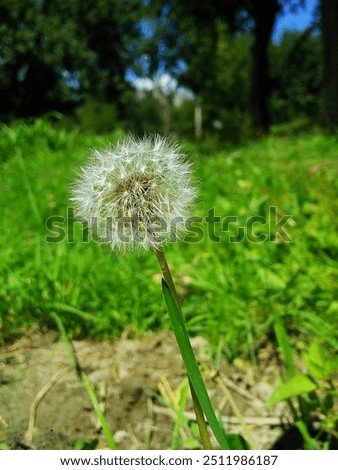 Flower for backgroundtexture and use for wallpaper.