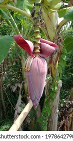 The Flower Of Banan Tree