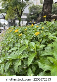 Flower In Bangkok Street View