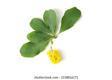 Flower Of The Barberry Shrub Plant On A White Background.