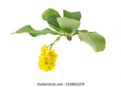 Flower Of The Barberry Shrub Plant On A White Background.