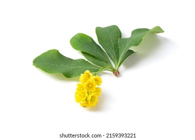 Flower Of The Barberry Shrub Plant On A White Background.