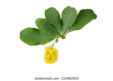 Flower Of The Barberry Shrub Plant On A White Background.