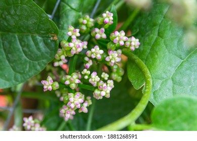 The Flower Of Basella Alba, Basella Alba Is An Edible Perennial Vine In The Family Basellaceae