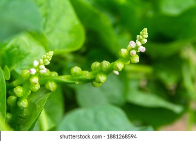 The Flower Of Basella Alba, Basella Alba Is An Edible Perennial Vine In The Family Basellaceae