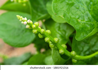 The Flower Of Basella Alba, Basella Alba Is An Edible Perennial Vine In The Family Basellaceae