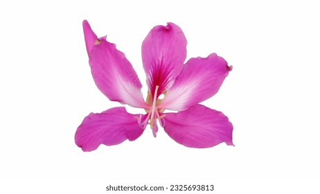 Flower of Bauhinia × blakeana on isolated background, commonly called the Hong Kong orchid tree, is a hybrid leguminous tree of the genus Bauhinia. - Powered by Shutterstock