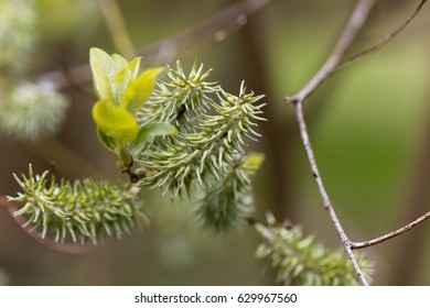 Flower Of A Bay Willow Tree (Salix Pentandra)