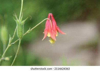 Flower - Bear Mountain New York