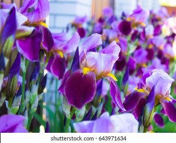  Flower Of Bearded Iris  Germanica.