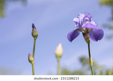 Flower of bearded iris (Iris germanica) with rain drops on background of bright blue sky. Blue iris flowers are growing in a garden. Close up - Powered by Shutterstock