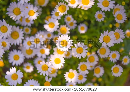 Similar – Image, Stock Photo small white Flower Plant