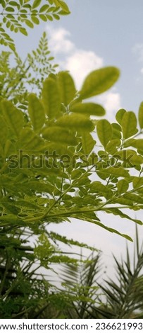 flower, beautiful, branch, leaves, agriculture, botany, plant, leaf, nature, green, garden, natural, summer, background, fresh, outdoor, tree, spring, organic, healthy, tropical, flora, foliage, brigh
