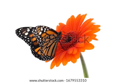 Flower with beautiful monarch butterfly isolated on white