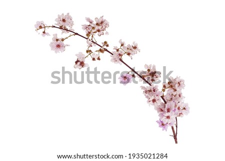 Flower is so beautiful on white, Pink flowers on white background.