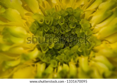 Similar – Image, Stock Photo soon Tagetes will bloom