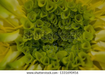 Image, Stock Photo soon Tagetes will bloom