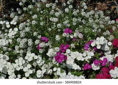 Flower beautiful white blossom - Shutterstock ID 584900824