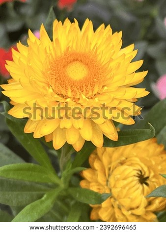 #Flower #beautifulflower #niceflower #yellowflower #daisy