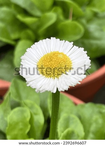 #Flower #beautifulflower #niceflower #yellowflower #daisy
