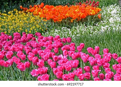 Similar Images, Stock Photos & Vectors of colorful flower in the garden