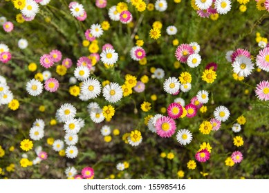 Flower Bed From Above