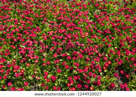 Flower Bed of Bellis perennis 'Pomponette' (English Daisy) in a Country Cottage Garden in Rural Cumbria, England, UK