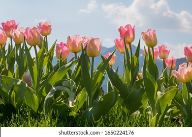 Flower Bed With Blooming Light Pink Tulips, Side View Shot From The Ground