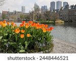 A flower bed with blooming tulips in front of Binnenhof - Dutch Parliament with Hofvijver pond, The Hague, The Netherlands;